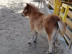-合肥野生动物园
