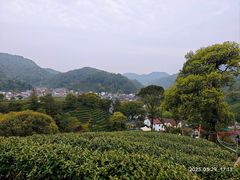 -龙井村
