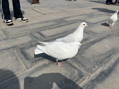 -天津妈祖文化园