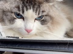 -宠颐生宠物医院·犬猫全科·皮肤科(商业街店)