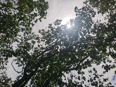 -朱雀国家森林公园