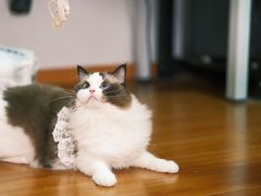-欣宠猫屋·矮脚拿破仑·蓝金金渐层