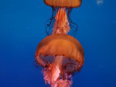 -太平洋海底世界