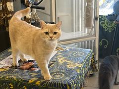 -平行世界·猫咖(首经贸店)