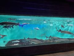 -太平洋海底世界