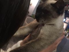 -吉丁鸟咖·异宠·寄养