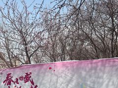 -桃花堤公园