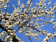 -桃花堤公园