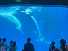 -海合安成都极地海洋公园