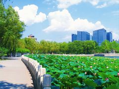 -莲花池公园