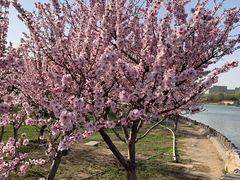 -大兴滨河森林公园