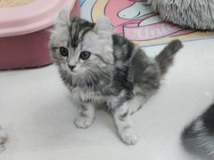 -糯米喵星人总部直营旗舰店·猫舍·幼猫出售