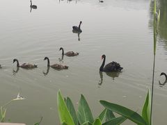 -长兴太湖图影湿地文化园