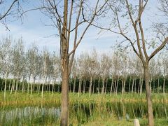 -东郊湿地公园