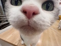 -有喵·猫咖·狗咖·30几只猫10只小狗(岗厦店)