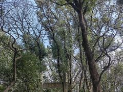 -上海佘山国家森林公园天马山园