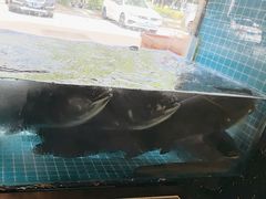 -浔味·山屿湖·正宗全鱼宴老字号