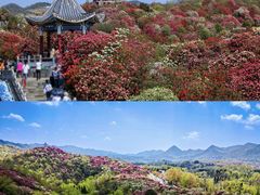 -贵州百里杜鹃风景名胜区