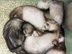 -藦茜花园宠物主题亲子互动体验馆(国顺东路店)