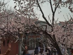 -桃花堤公园