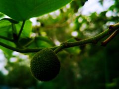 -阳台山自然风景区