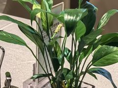 -晋江荣誉国际酒店·港誉茶餐厅