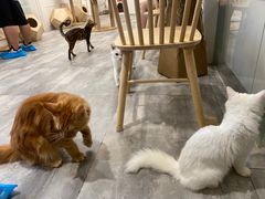 -楼上猫咖(罗湖店)