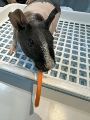-Moni星球萌宠·小马宝莉·灵蛇·高端高阶全萌宠互动体验俱乐部(红豆国际广场店)