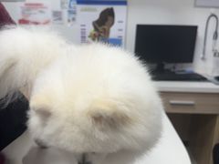 -艾贝尔宠物医院 ·中兽医·宠保定点(北门桥店)
