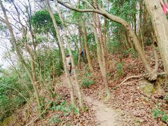 -新建村梅花
