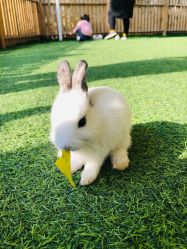 -萌宠亲子动物乐园(槐房万达店)