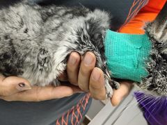 -瑞派·关忠动物医院·异宠专科·犬猫肿瘤·皮肤专科(望京店)