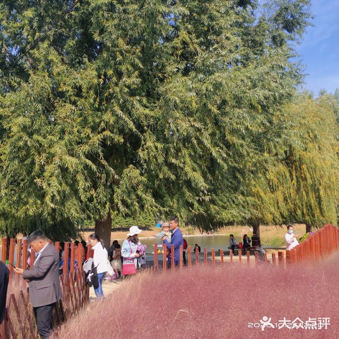 羊亭河湿地公园图片