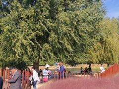 -羊亭河湿地公园