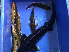 -荣德灶台鱼(圣泉寺店)