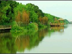 -大湾区中央湿地公园