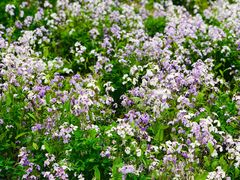 景点-南海子公园