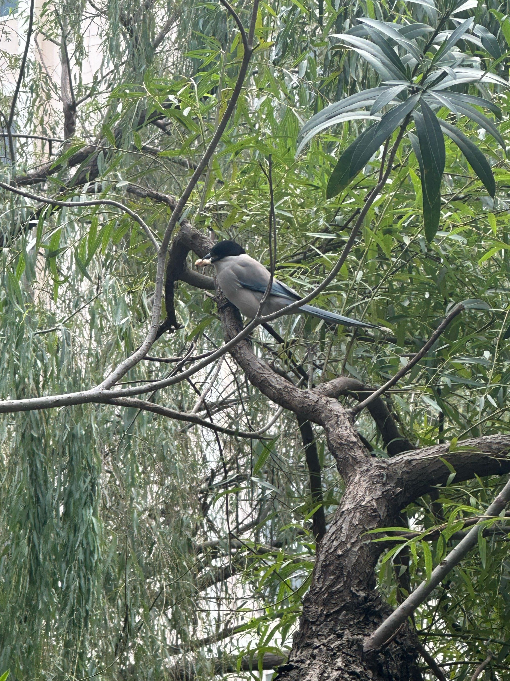 树梢上的小鸟们