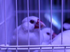 -青石桥花鸟鱼虫市场(叠翠城店)