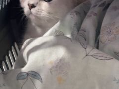 -瑞派长江宠物医院·猫科·外科·24小时夜护(谊城公寓分院)