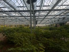 -洛阳市隋唐城遗址植物园