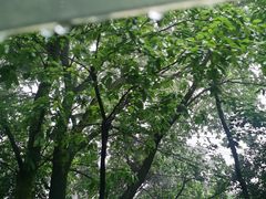 -南山植物园
