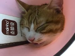 -宠颐生宠物医院·心肾内科·猫专科诊疗中心宠巢店