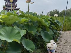 -白洋淀景区