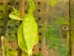 -上海大自然野生昆虫馆(东方明珠·爬宠昆虫探索中心)