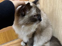 -MOCHA明星猫咖(田子坊店)