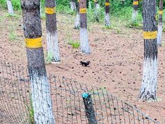 -帽儿山国家森林公园