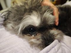 -伟伟宠物医院·CT影像中心·瑞派犬猫综合性门诊(汉口总院)