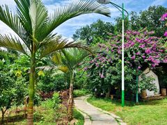 -瑞丽独树成林风景区