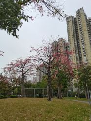 -宝生月子中心(独栋园林·福田店)
